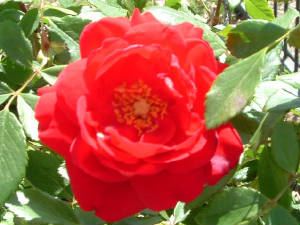 rose.jpg