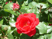 rosebud.jpg